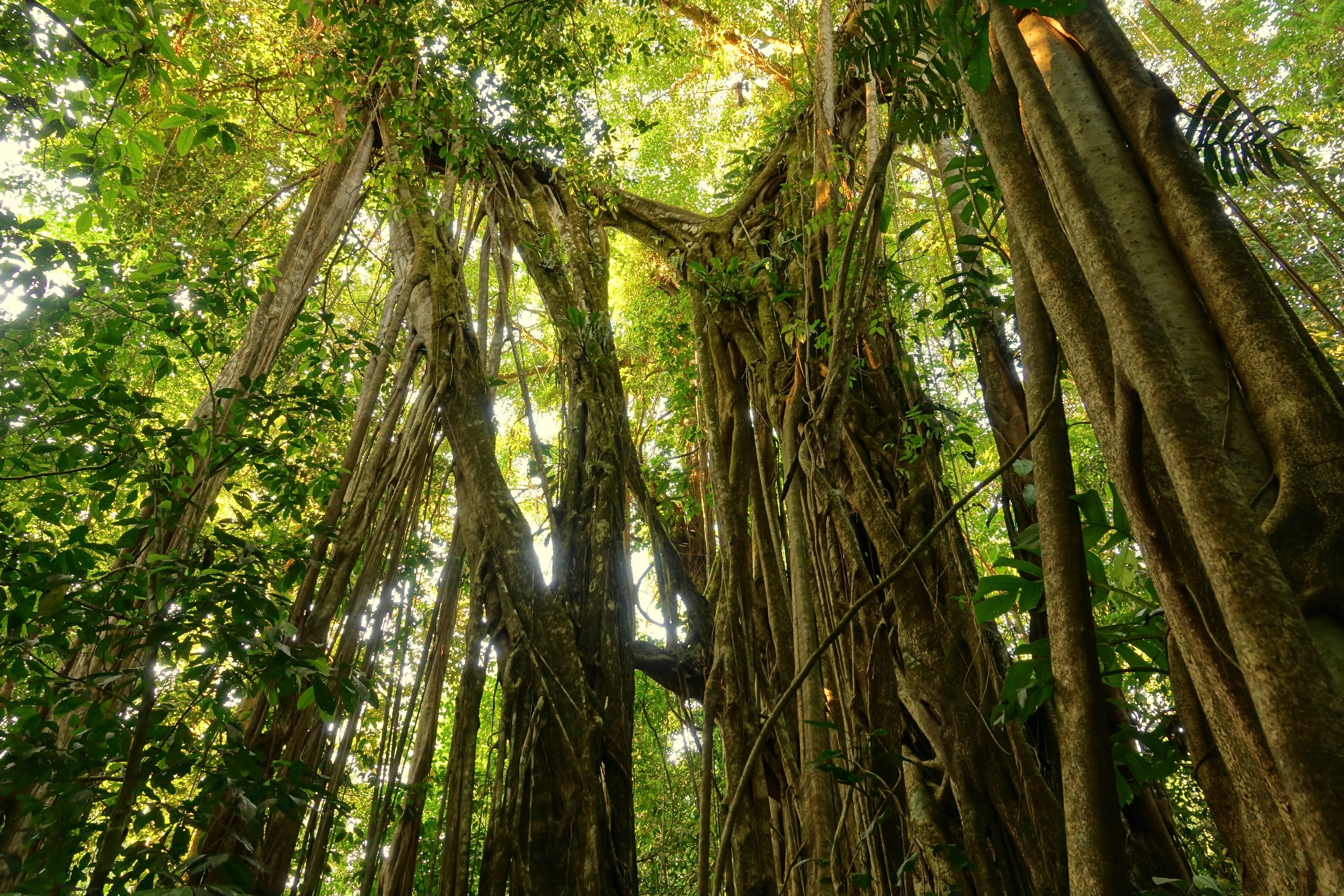 Strangler fig in Corcovado National Park in Costa Rica
