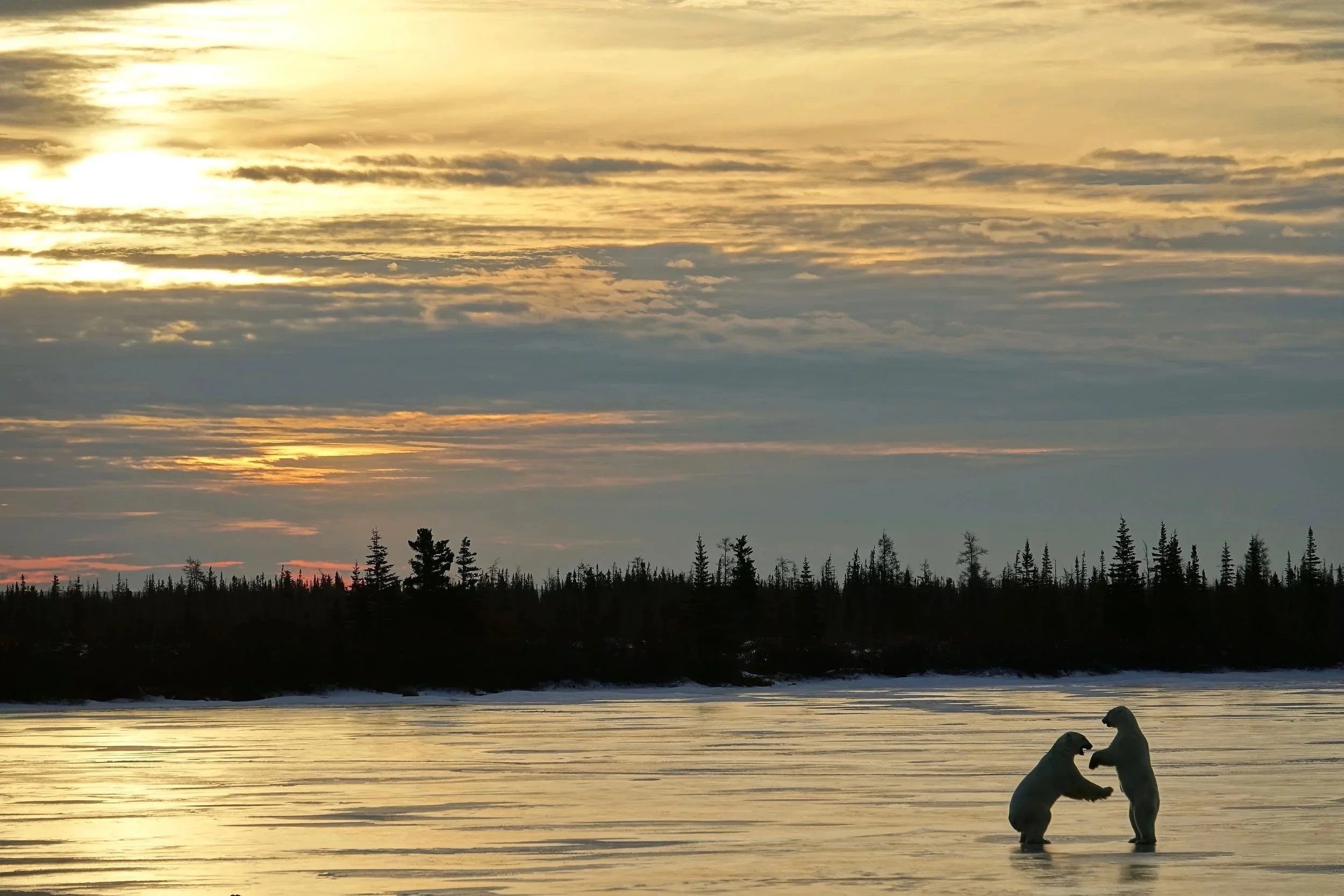 Polar bears at sunset on Dymond Lake in Canada