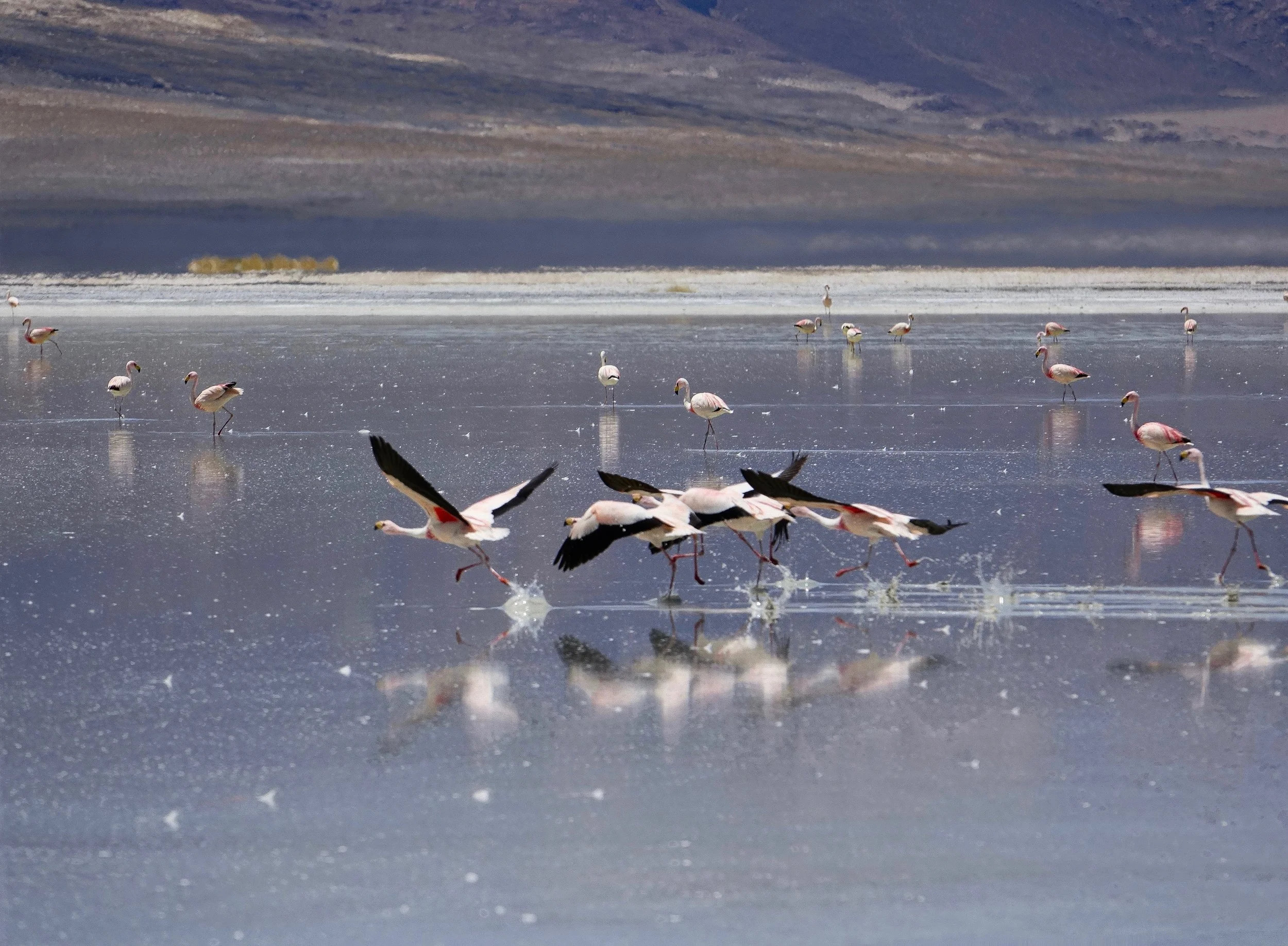 Altiplano in Northern chile