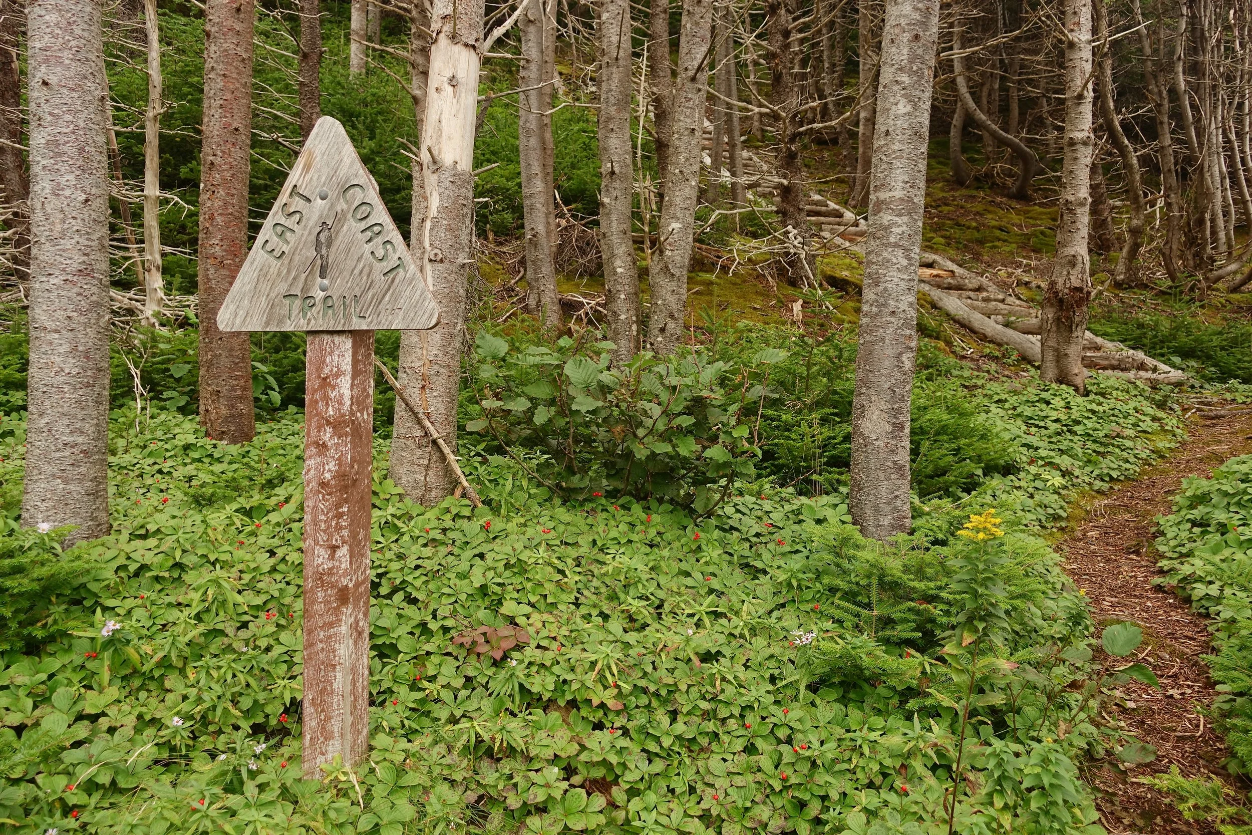 East Coast Trail sign near the stairs in Newfoundland