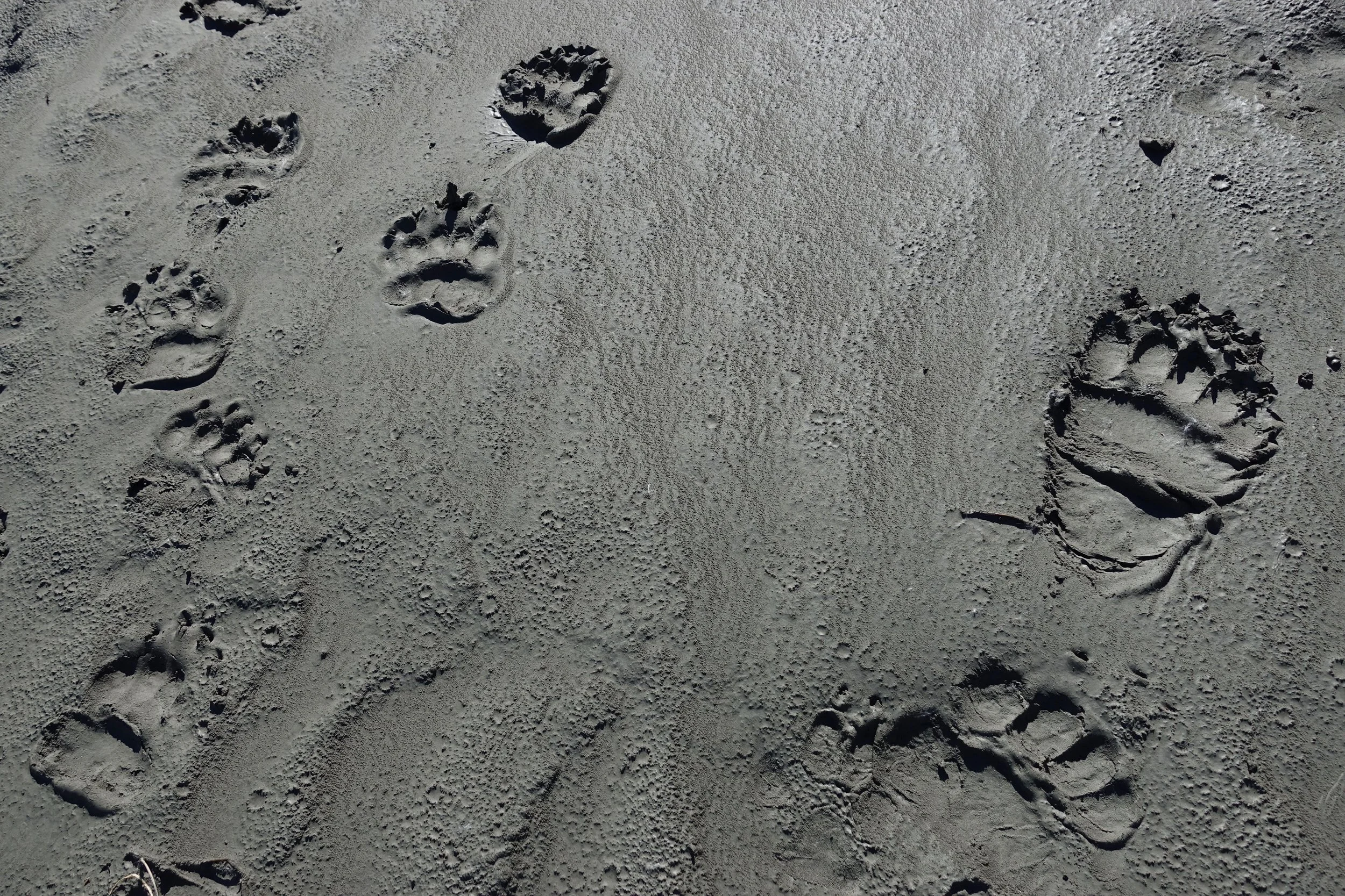 Bear prints in the mud on the Donjek Route in Yukon