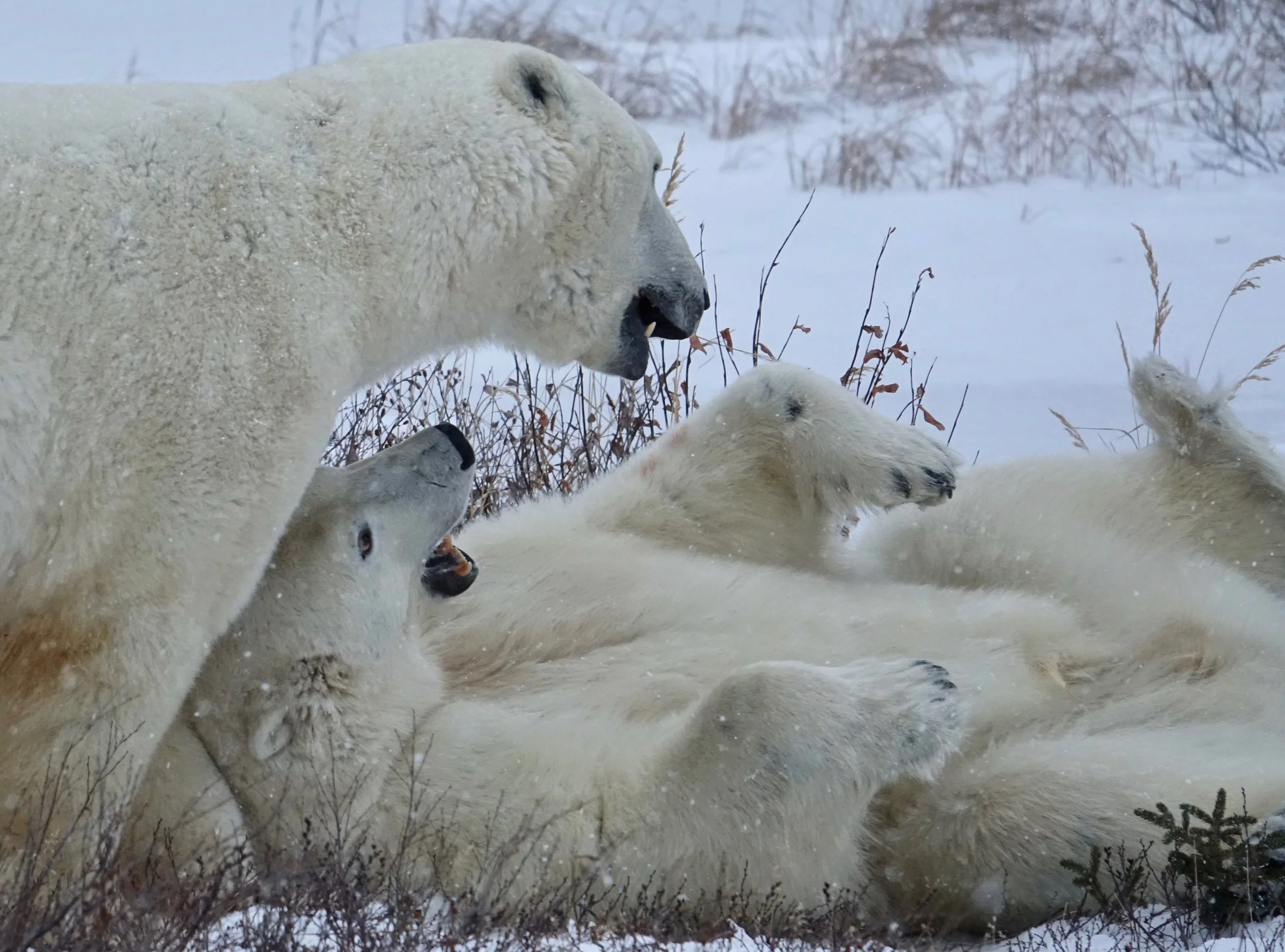Close up of polar bears wrestling on Churchill Wild Safari