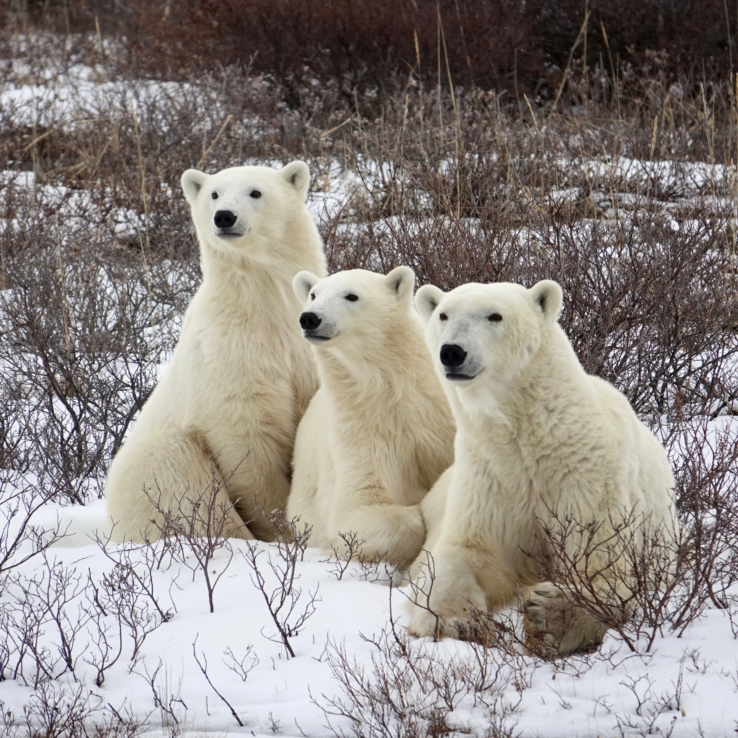 Family portrait of polar bears on Churchill Wild Safari