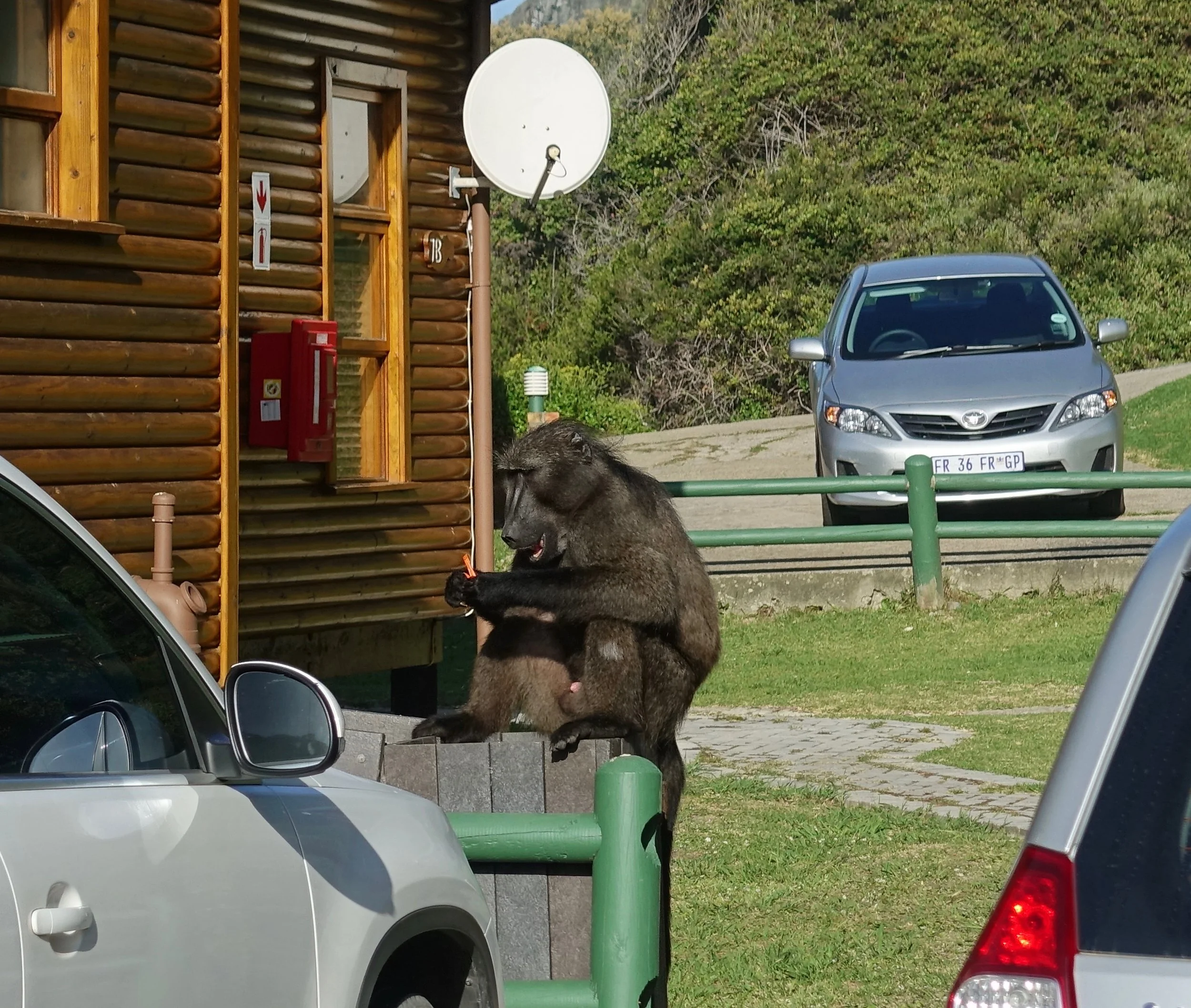 Baboon at the trash can at Storms River camp