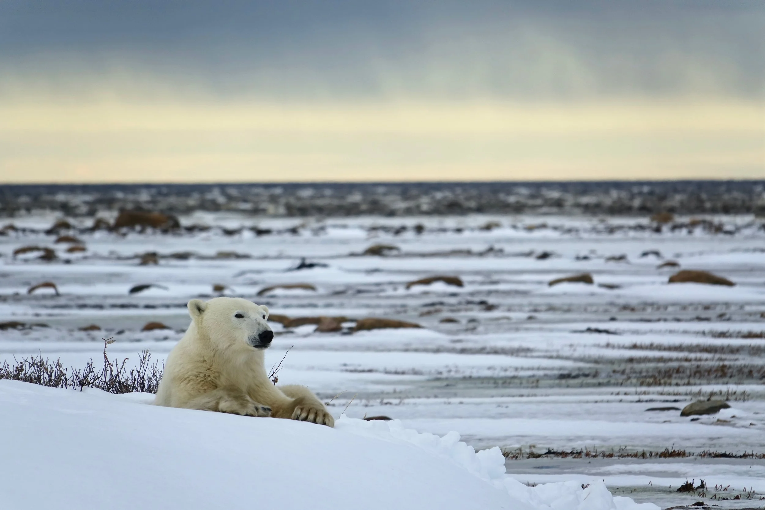 Polar bear on the Hudson Bay coast on Churchill Wild Safari