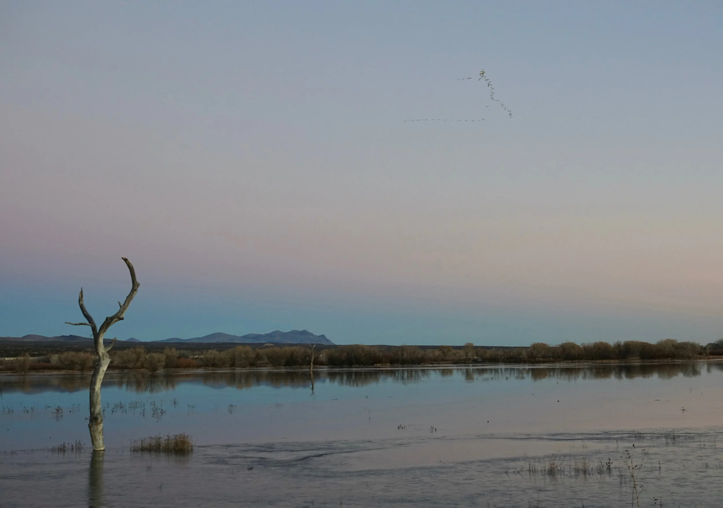 Flying V in Bosque del Apache in New Mexico