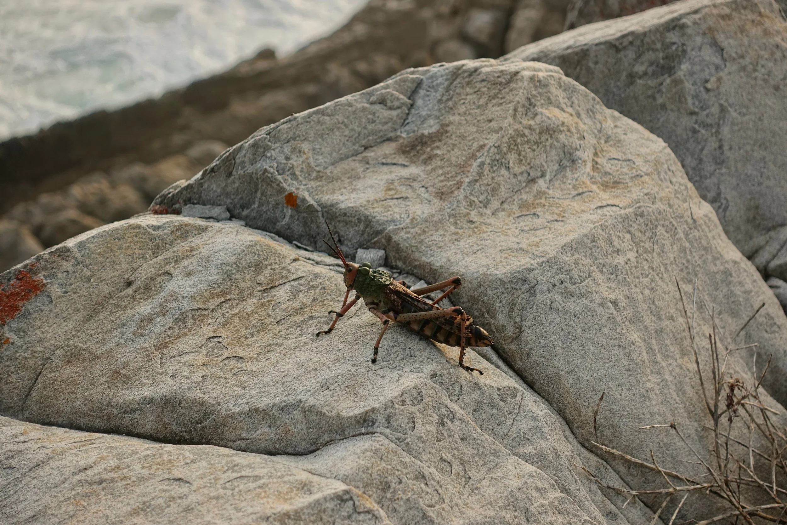 Large grasshopper on South Africa coast