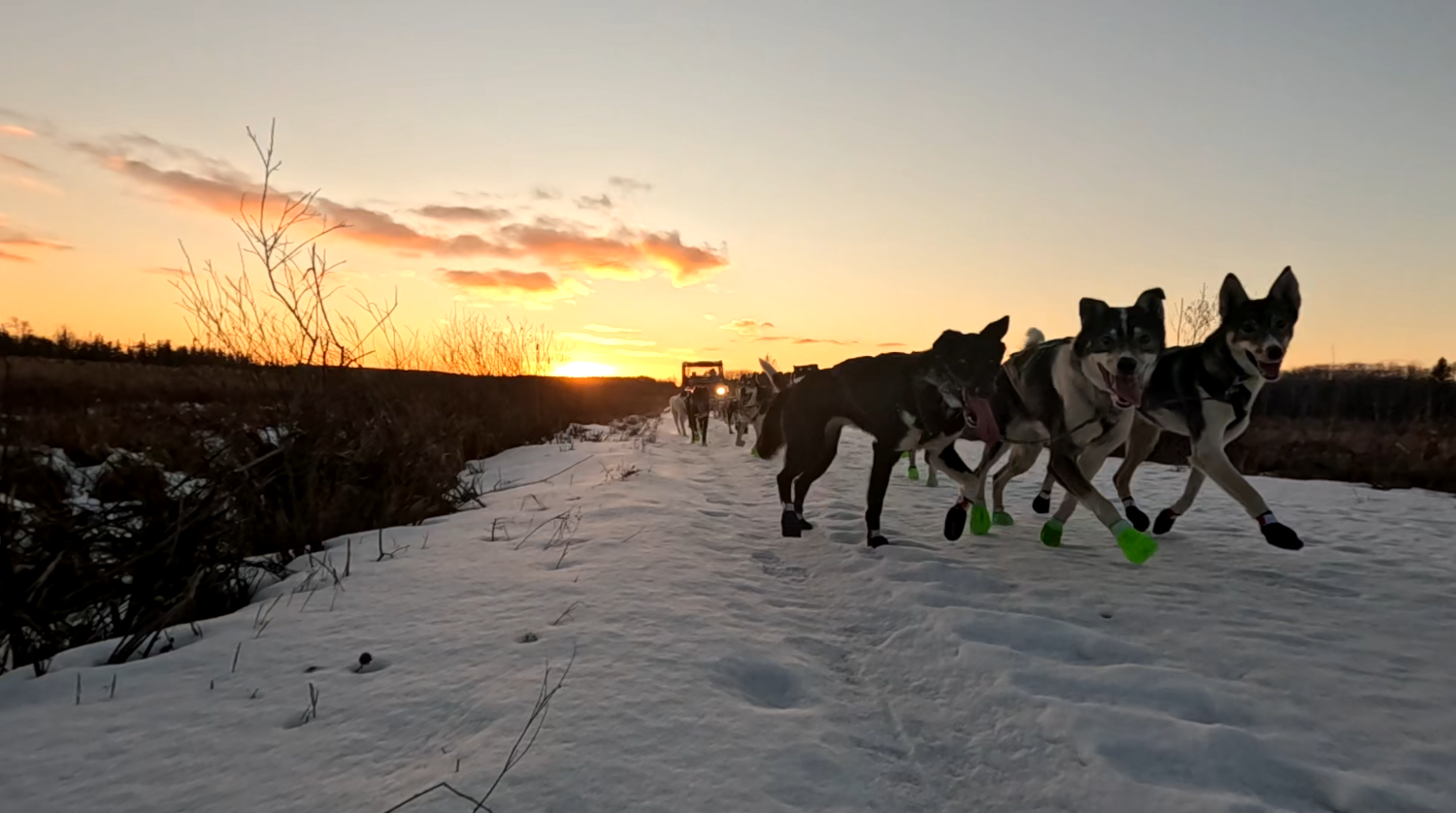 Meet the Martens: Northland family embarks on dog sled racing history