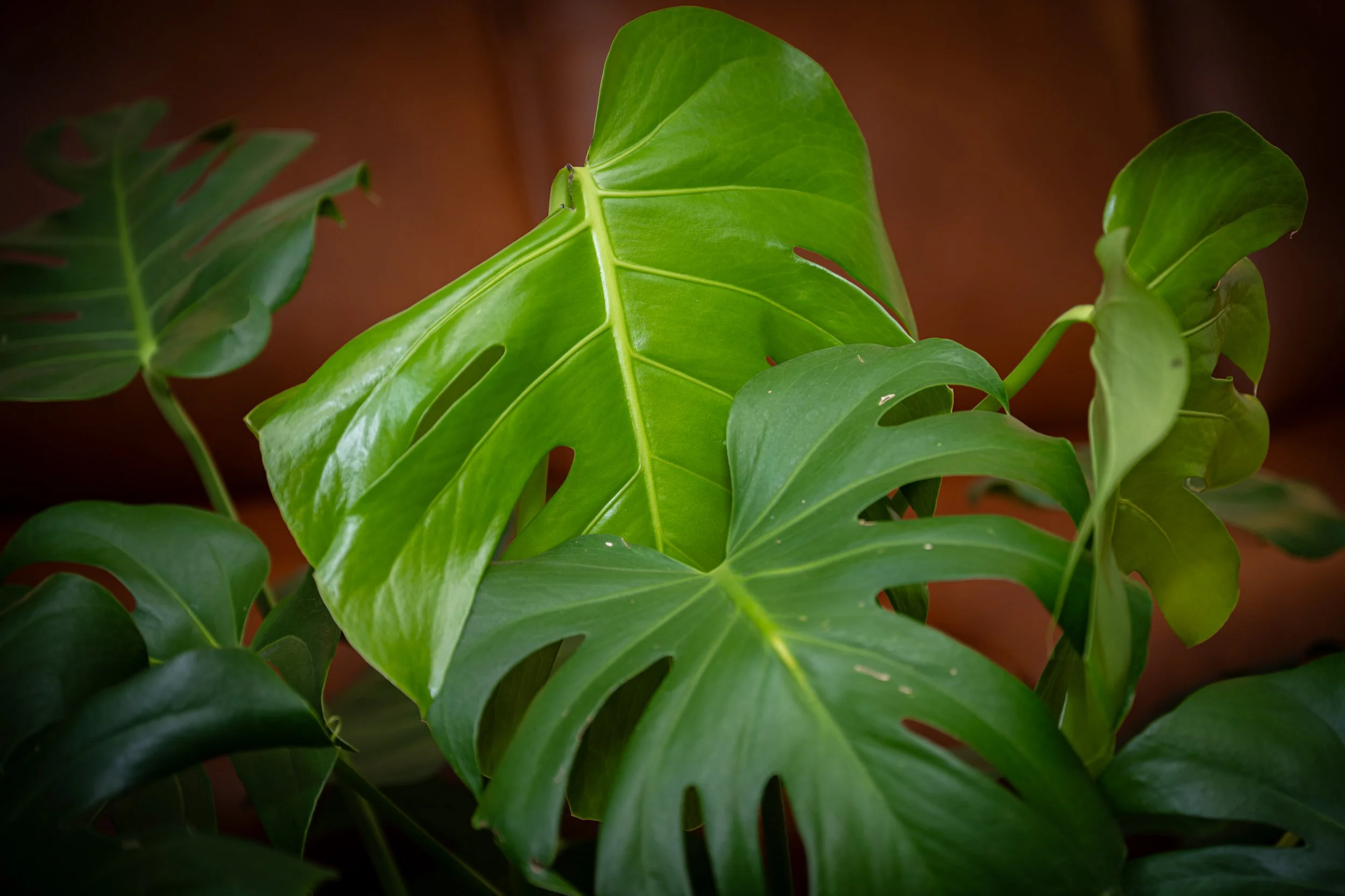 Releasing Legacy Burdens: A Journey of Intergenerational Healing