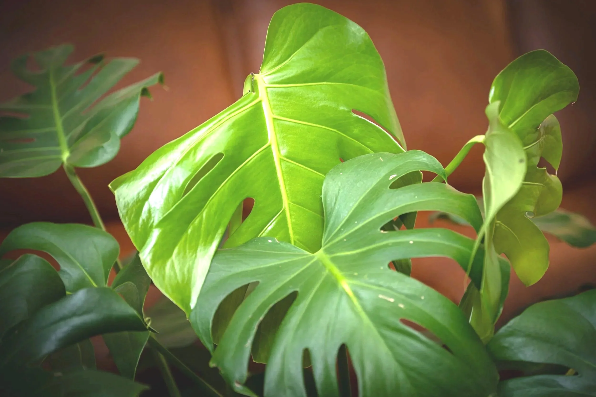 Close-up of green Monstera deliciosa leaves with characteristic split and hole patterns.