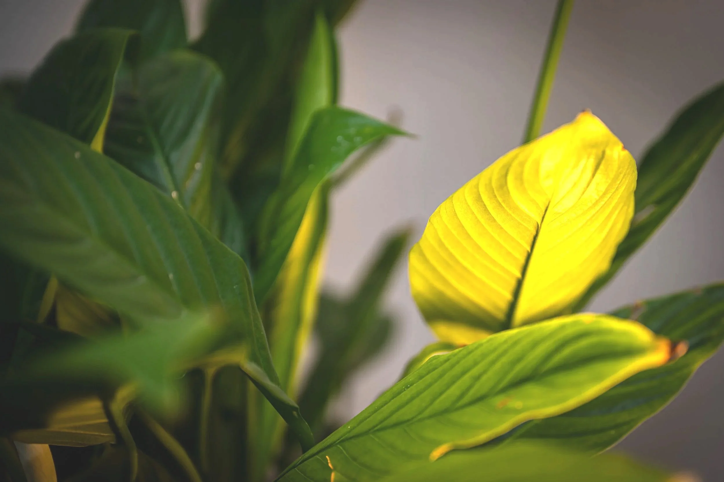 Close-up of green and yellow variegated leaves of a houseplant, possibly a Dieffenbachia or similar plant.