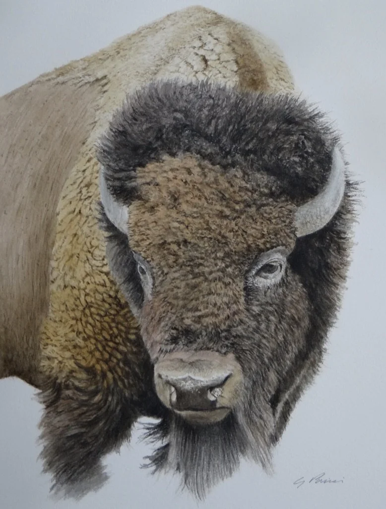 buffalo commission tbd.jpeg