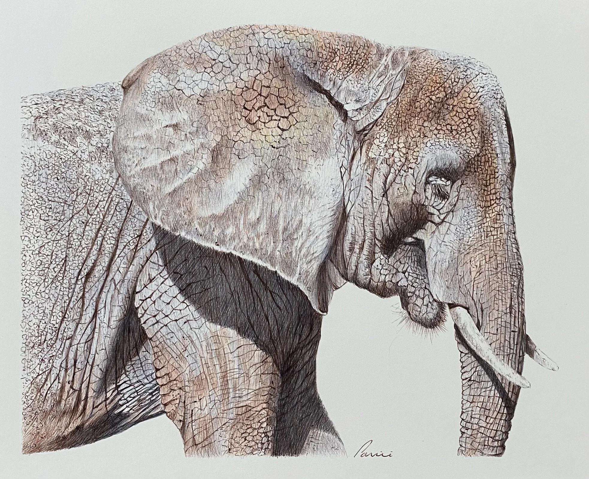 Ballpoint Pen & Graphite Drawings