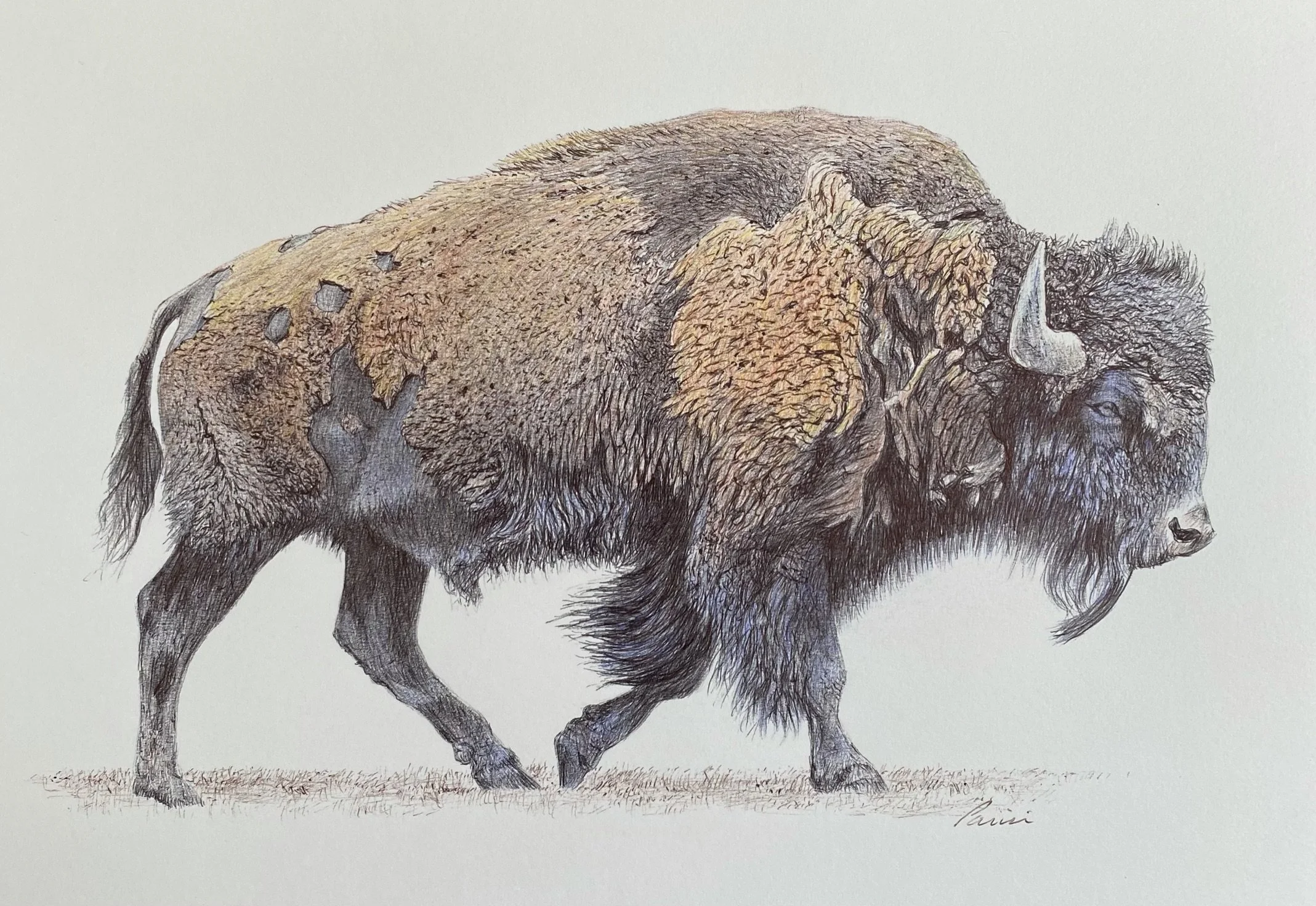 bison 8 x 10 pen drawing.jpeg