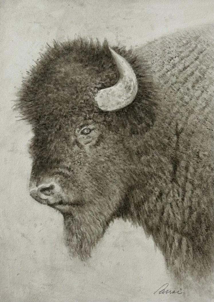 american bison watercolor.jpeg