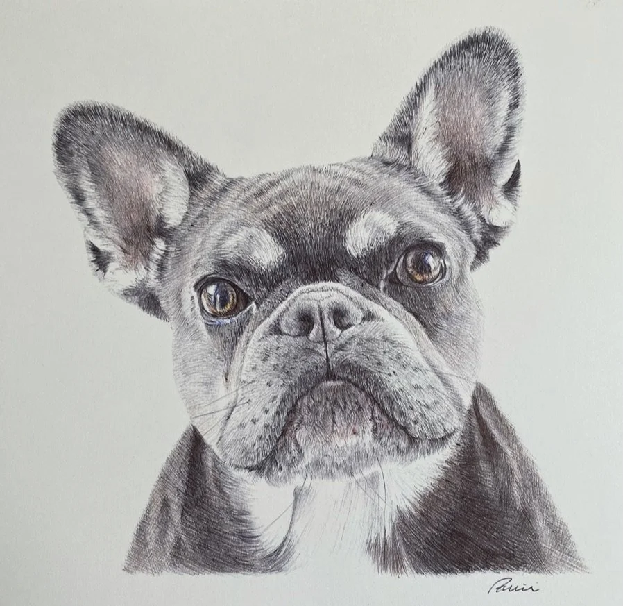 Frenchie,Ballpoint, 8-1_2_ x 11-1_2_ Framed $900.00.jpeg