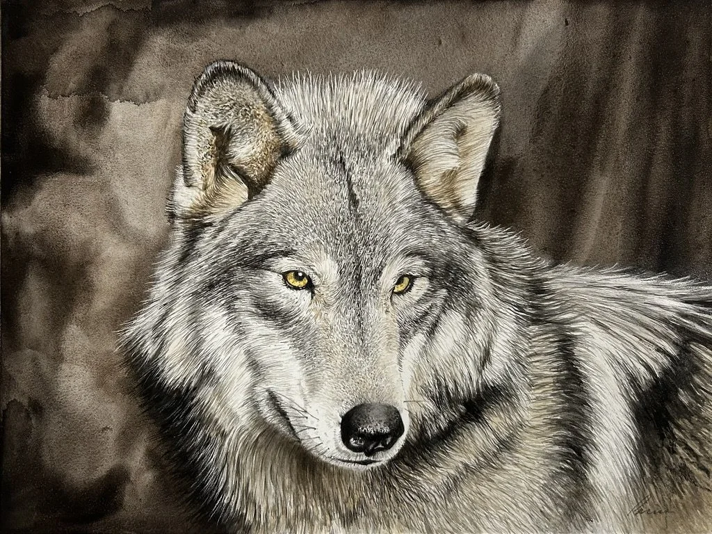 gray wolf watercolor.jpeg