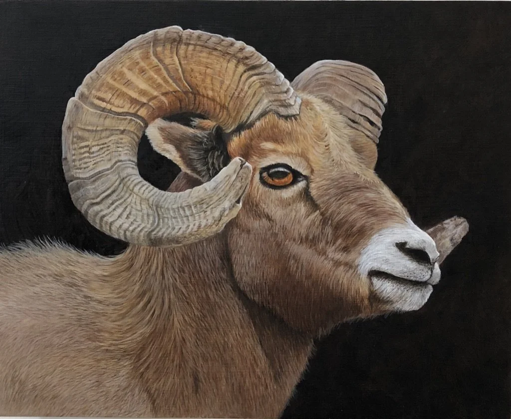 Mountain Ram, Oil, 8_ x 10_, Framed, $1,300.00 .jpeg