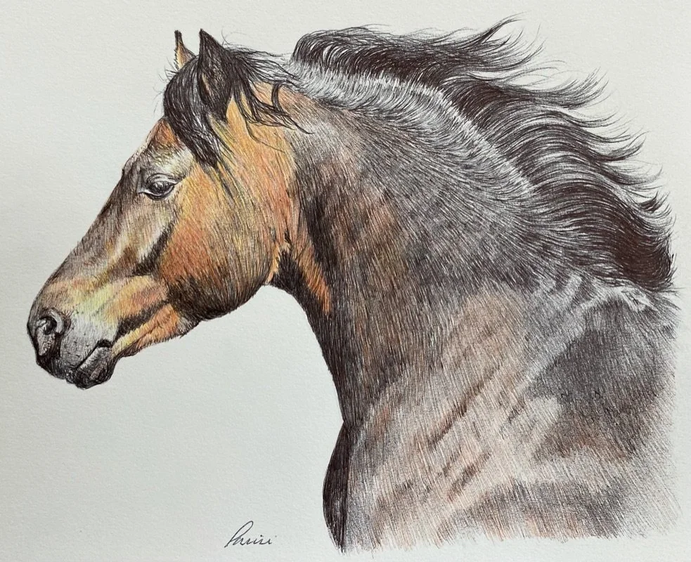 Stallion, Ballpoint, 8_ x 10_, Framed, $900.00 .jpeg
