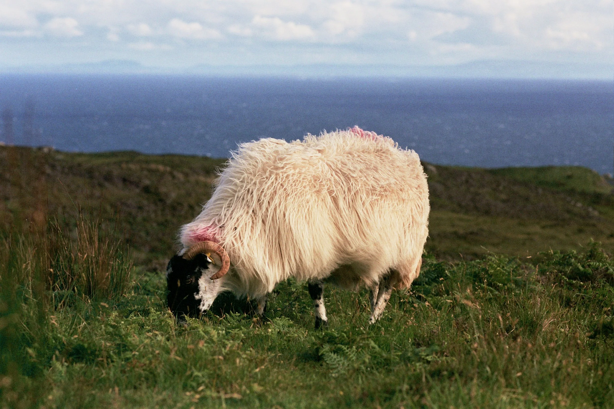 A sheep grazing on a grassy hillside with a view of the ocean and distant mountains under a partly cloudy sky.
