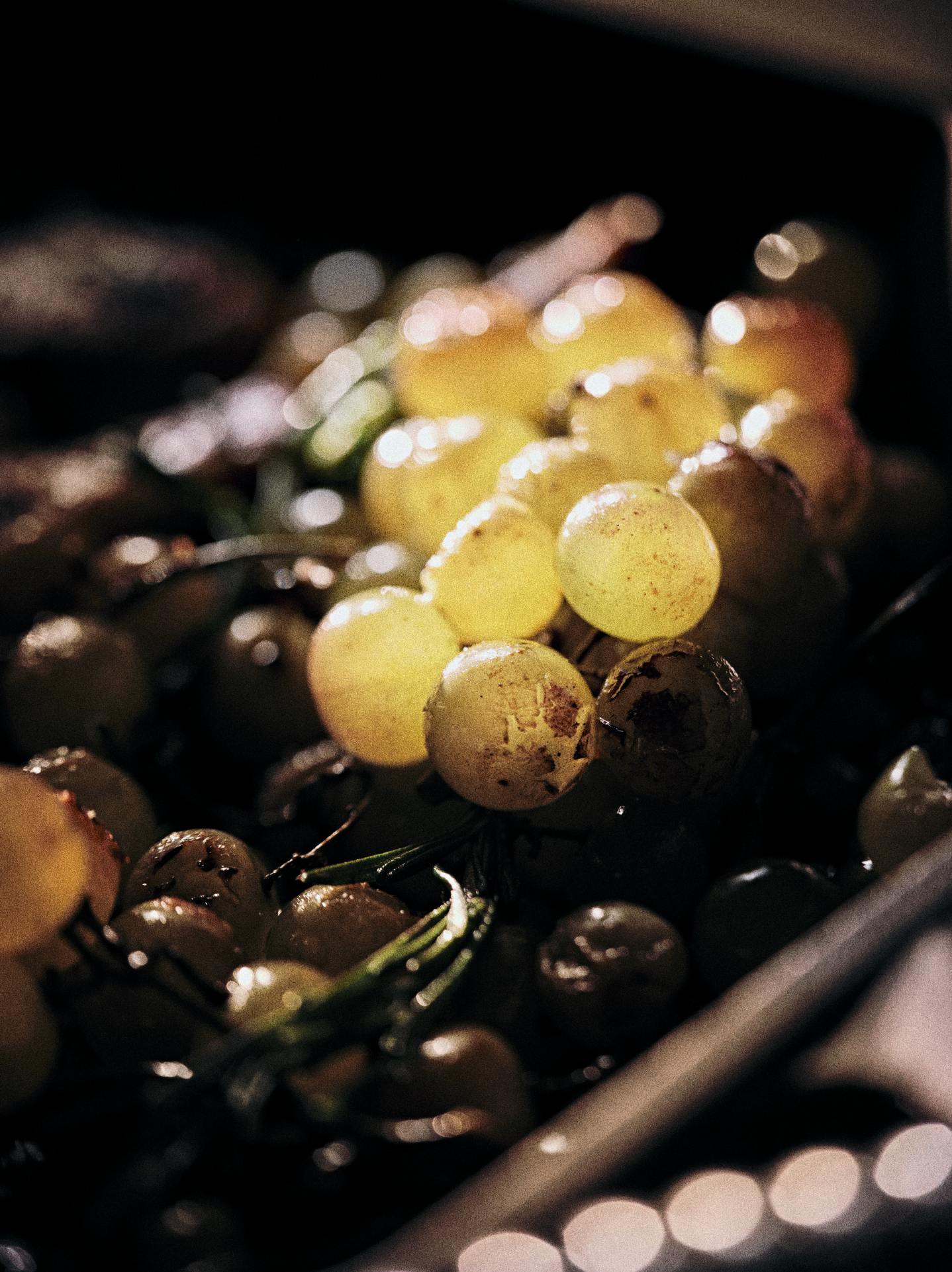 Close-up of green and dark purple grapes illuminated by warm light.