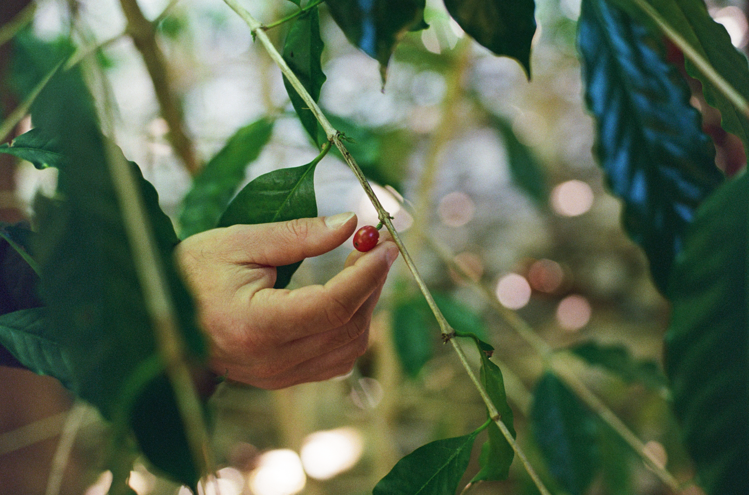 A person's hand holding a ripe red coffee cherry on a coffee plant branch, surrounded by green leaves.