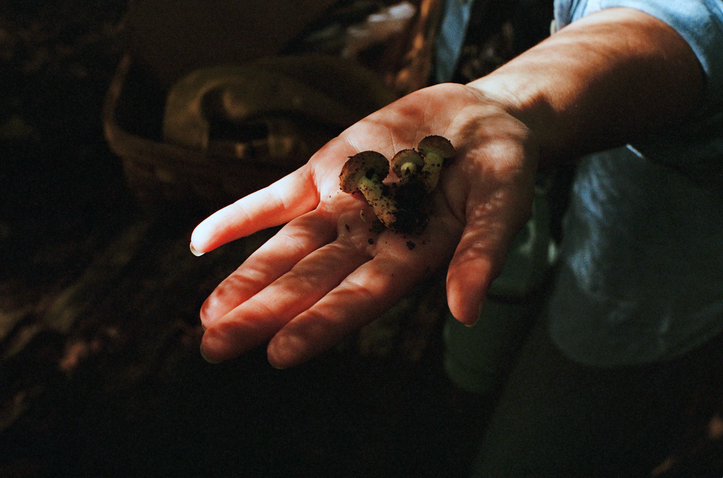 A person's hand holding small mushrooms with dark caps and speckled stems.