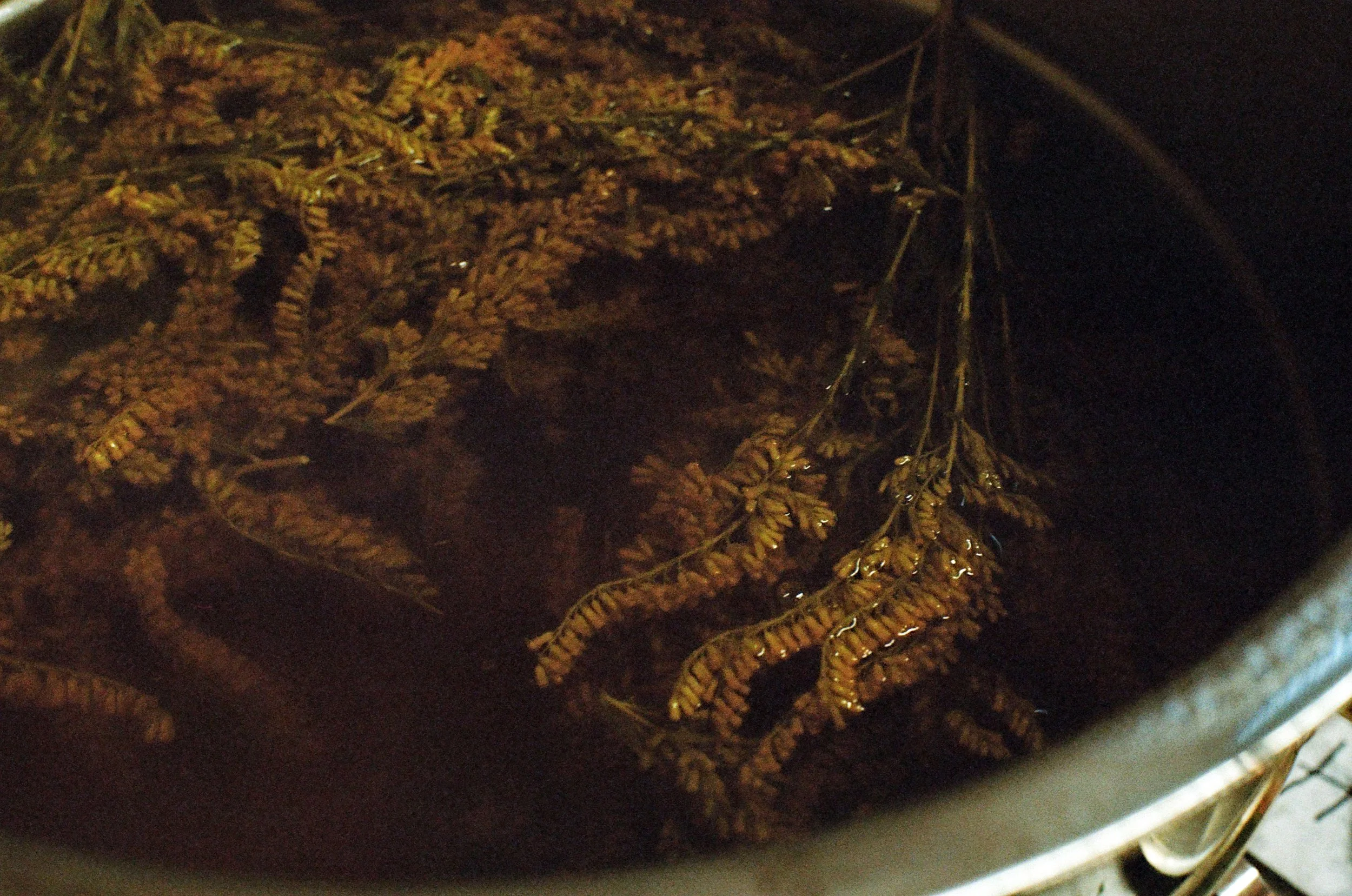Close-up of dried herbs soaking in dark liquid, possibly for preparation or preservation.