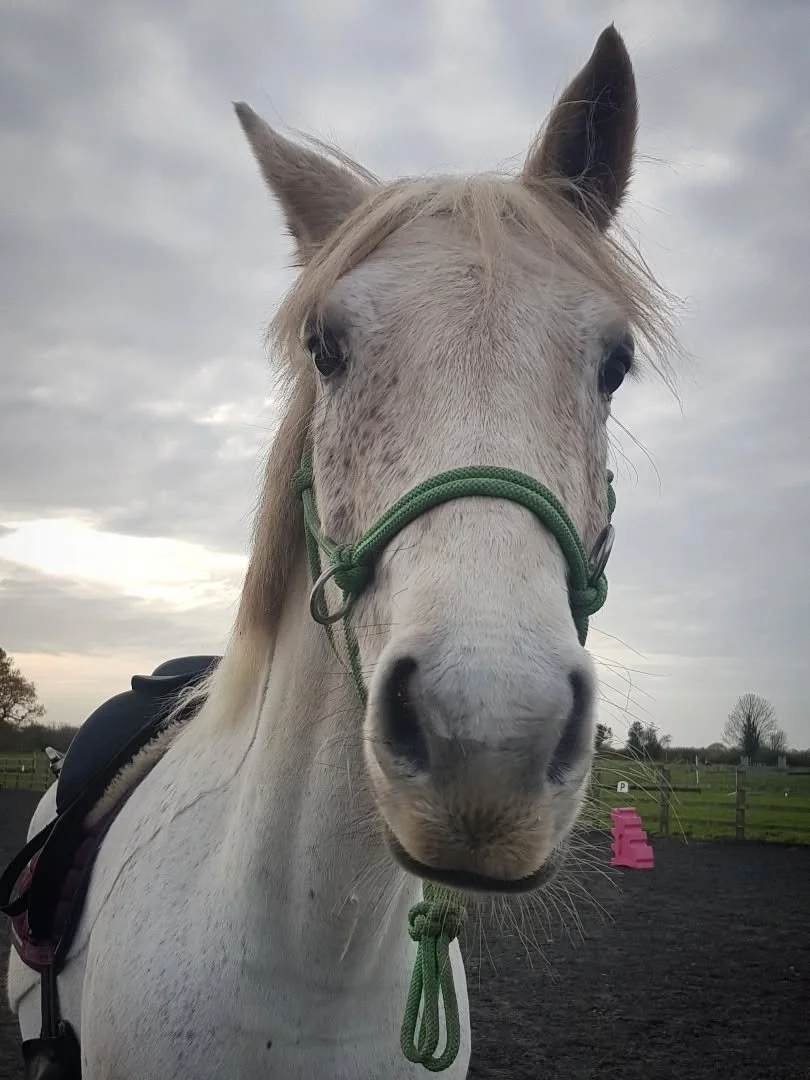 What IS this "horsemanship" thing?

I had a quiet chuckle to myself yesterday as I walked Lils down to the arena, with my rope halter &amp; long rope... having recently grumbled about people thinking horsemanship was all rope halters and st