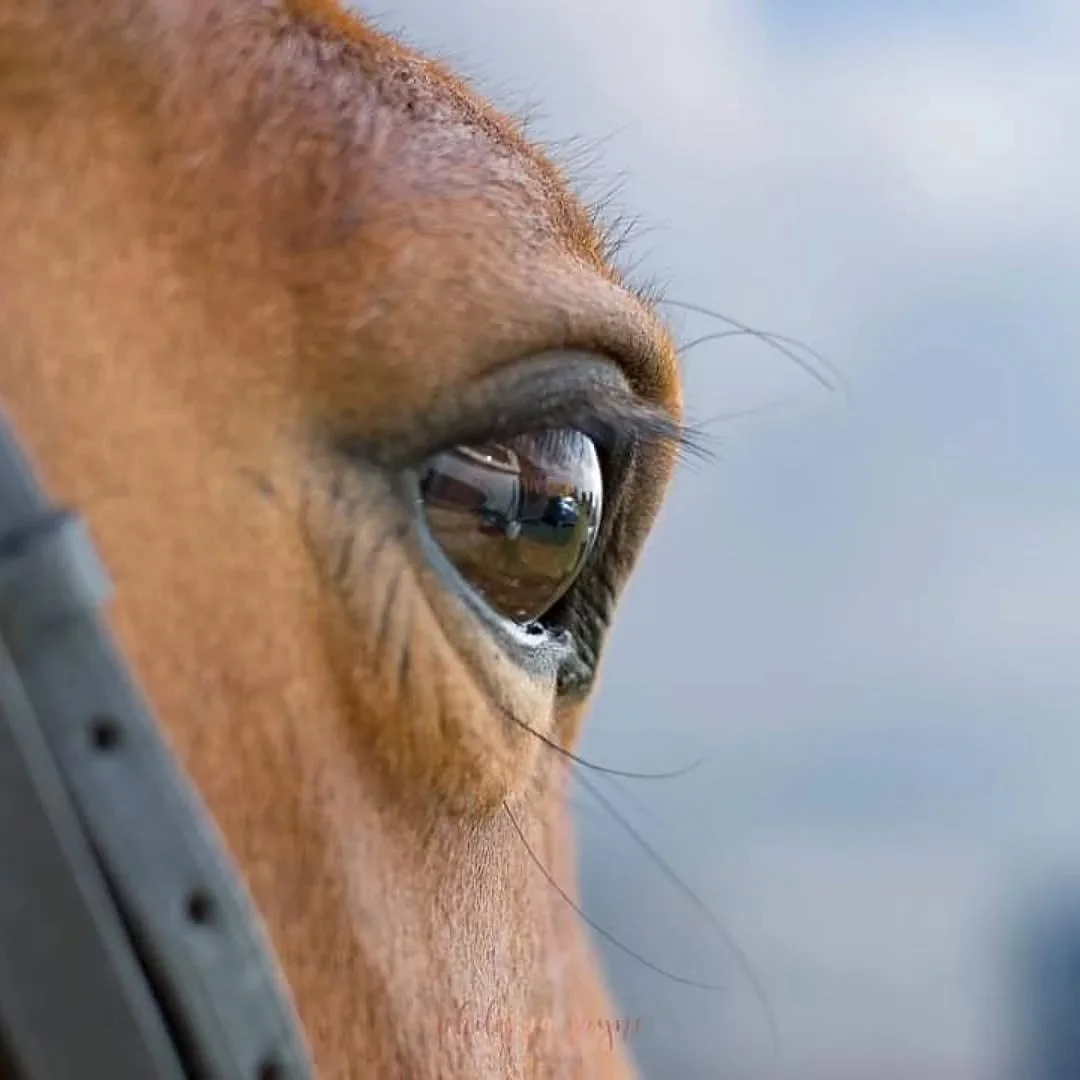 High functioning anxiety in horses...

I think most would agree that horses are, in general, anxious beings. A prey animal, a flight animal, has to carry a degree of anxiety - it helps keep them alive (so they think 😅).

A problem I see routinely is