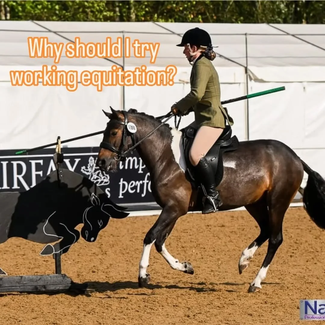 Just a handful of reasons to get started with working equitation this spring 🌼😊

Do you know someone you think should give it a go? Tag them! 🧡 Or give this a share to see who might be interested that you didn't expect!

I still have spaces availa