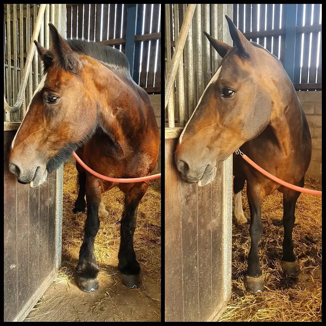 Spring is here! 🌼 And it's finally WARM 😱

Is it too late to clip? No, never.

Lots of horses will be starting to struggle with these hot days, especially those with thicker, Native coats, or older horses &amp; those who struggle to moult in a time