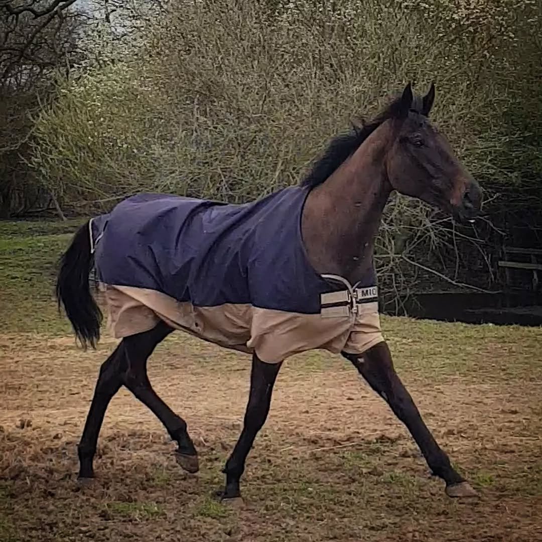 Figure I should introduce the new kid on the block, save a few questions 🤣
Meet Pickle, aka Driver's Pick. He's a 5yr old freshly ex'd ex-racehorse. I met Pickle last winter, I clipped him twice in fact in his former job &amp; he struck me as just t