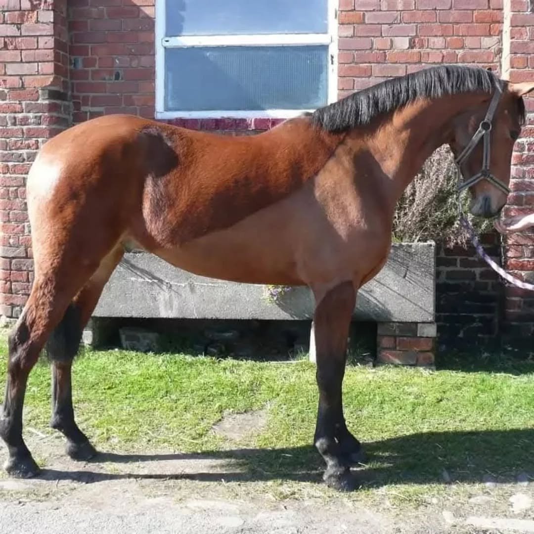 17 years of owning this epic Orange Pony 🧡🥳🥰

From a wobbly rising 5yr old to becoming an awesome team chaser, eventer &amp; dressage pony. Ticking so many things off the bucket list! And generally teaching me so much.

Dante. 🧡

#horseofalifetim