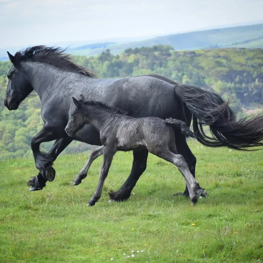 Brightening everyone's Monday with some foal spam 🤩

These are the first two foals by my wonderful Pea pony! Two gorgeous colts, born on the 13th &amp; 15th. Still one more to come... we are hoping we might get a filly?! 🤞

After deciding to retire