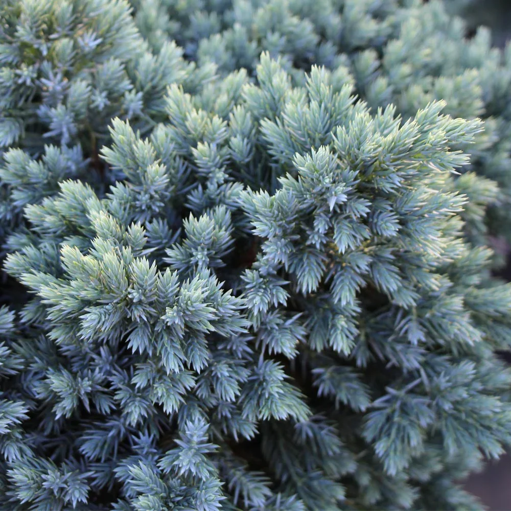 Juniper_BLue_Star_Standard_1_BB.webp