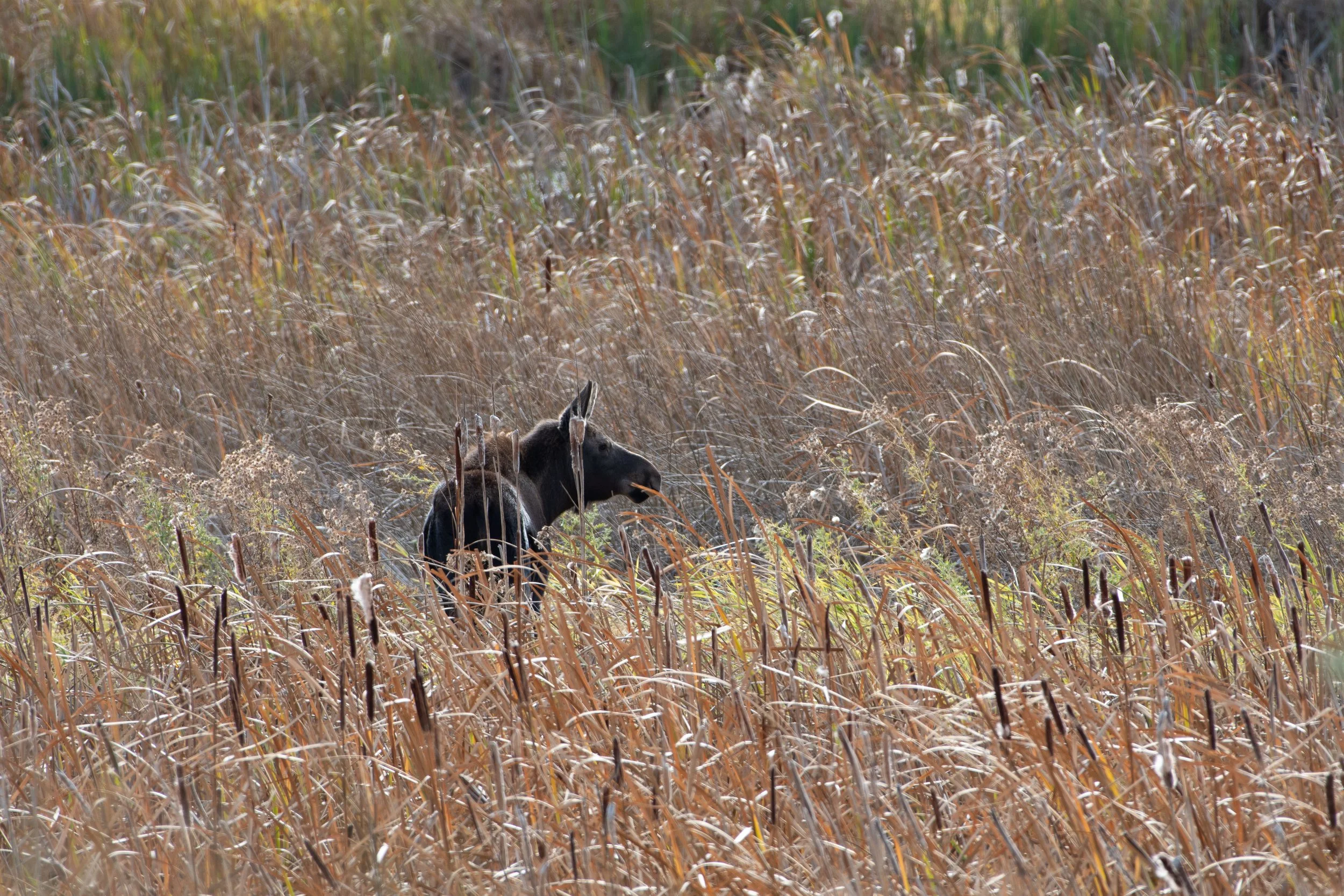 DSC_4562.jpg
