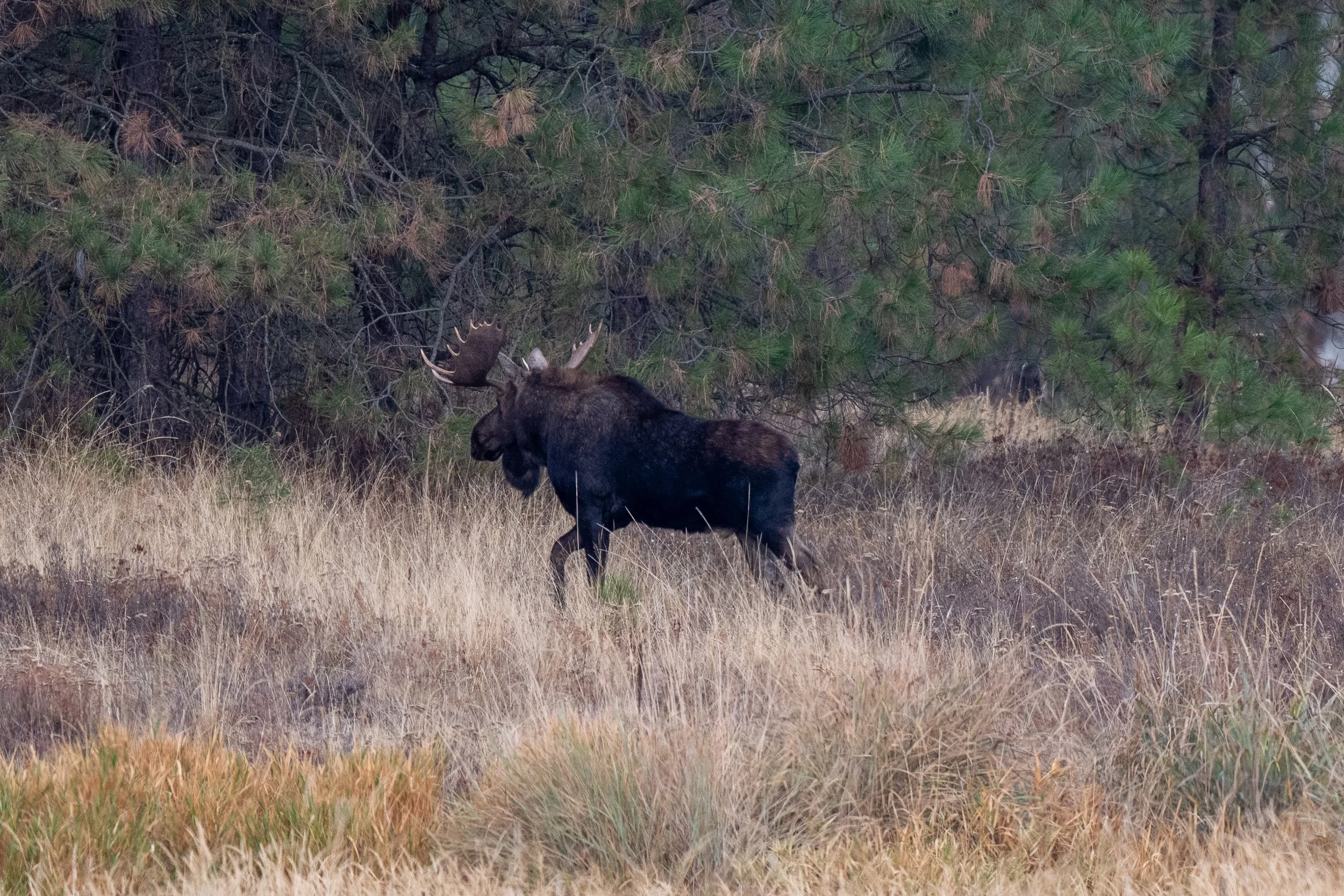 _DSC6600.jpg