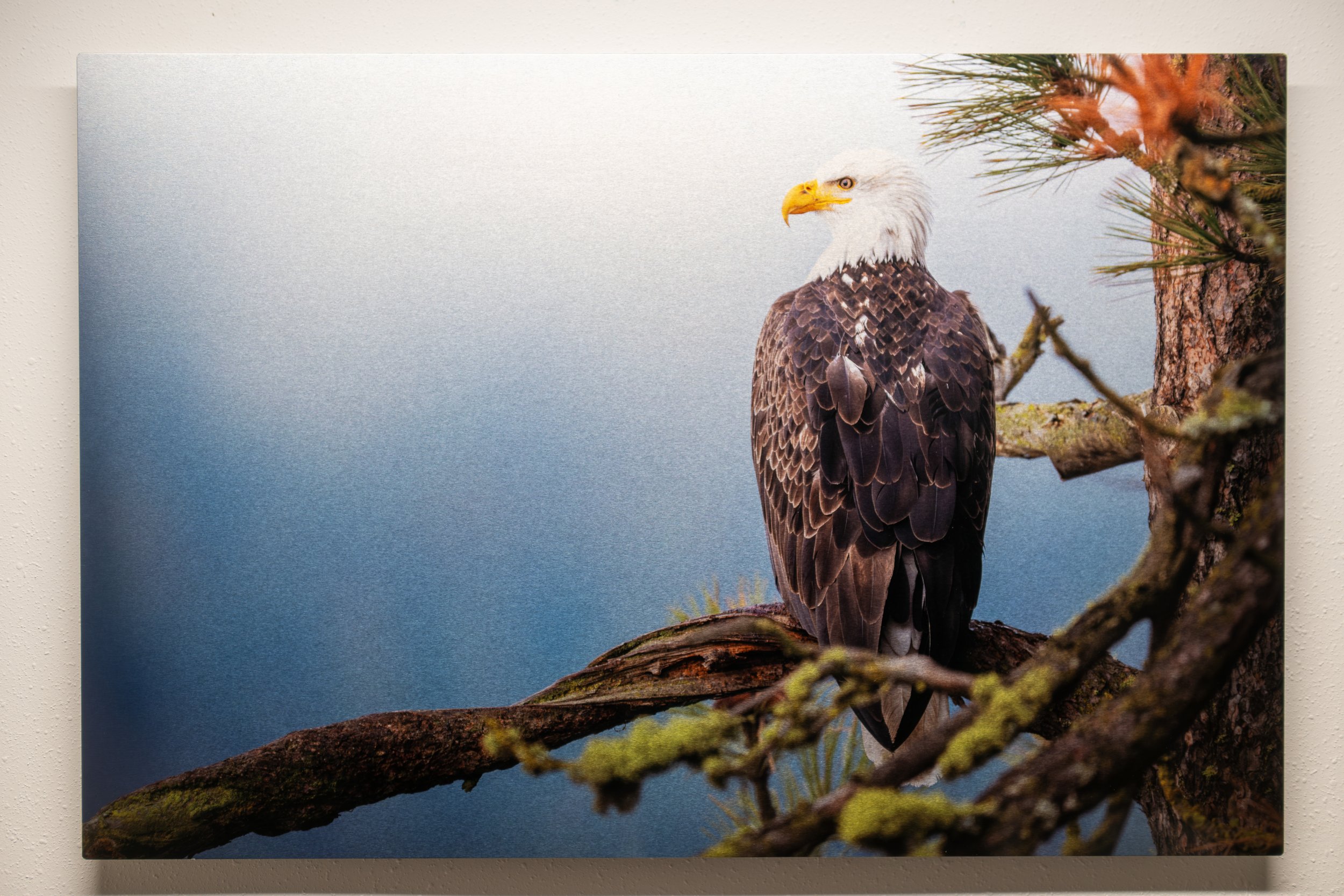 Tree Stand Clear Base.jpg