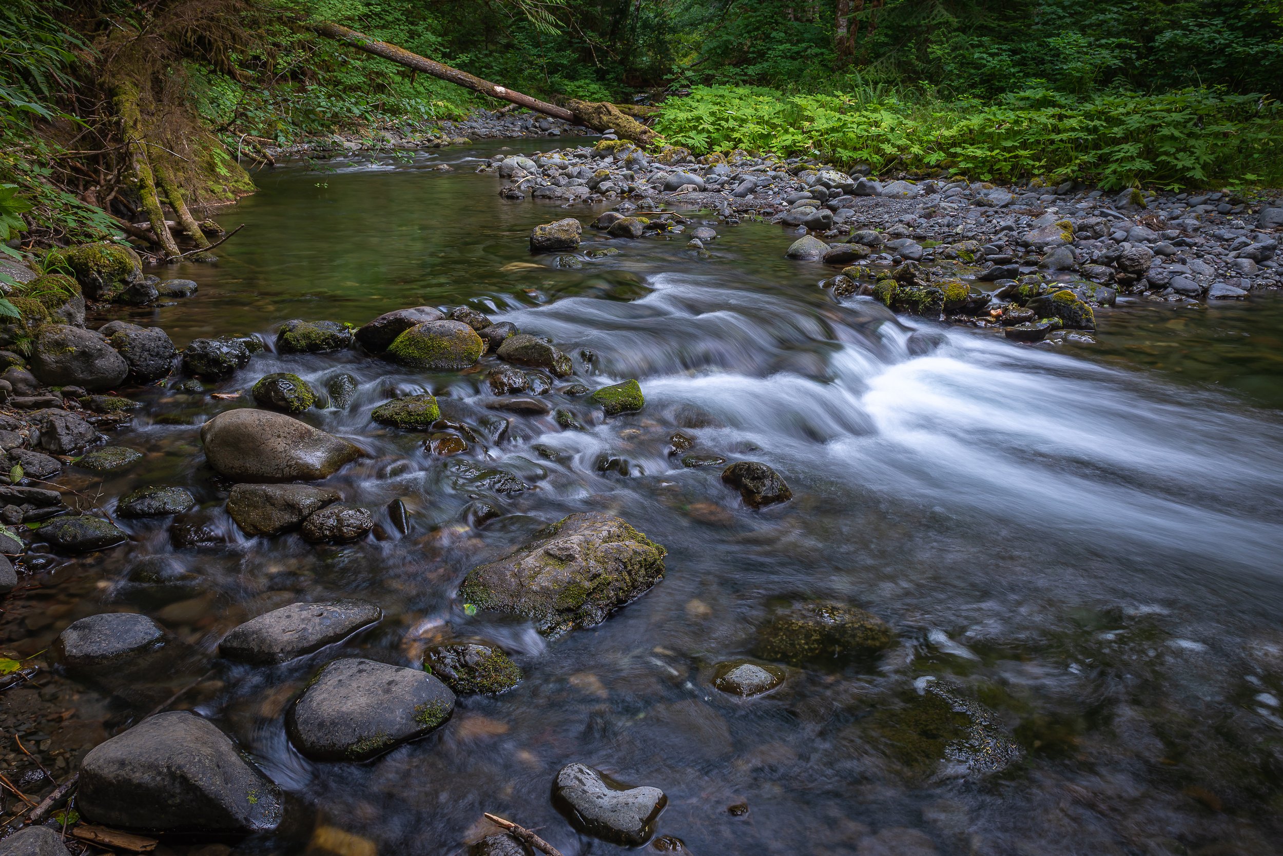 Hoh Rainforest Stream