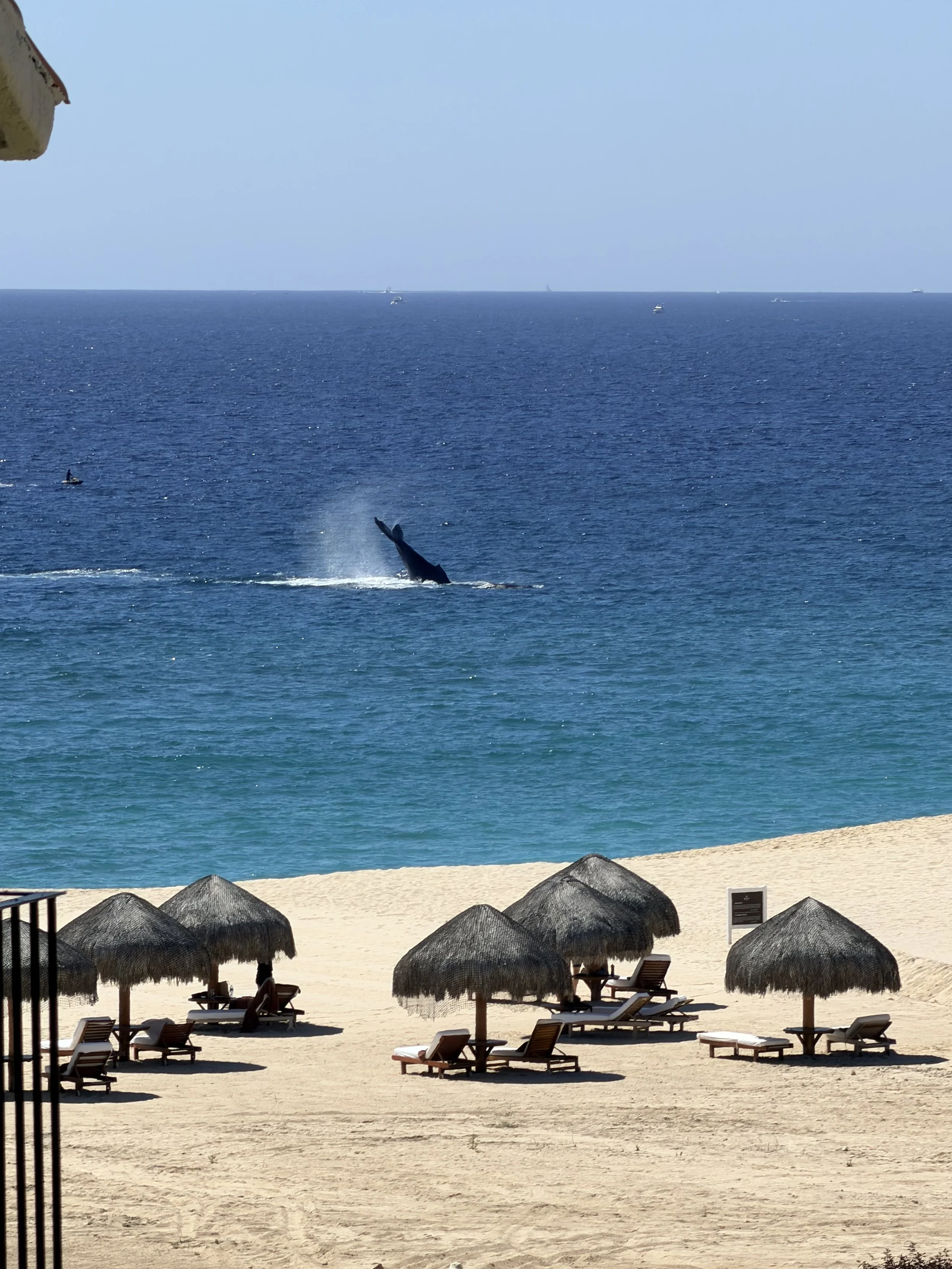 Scenic ocean view with beach umbrellas and a whale breaching in the distance, captured at an Obsidian Opal Events destination celebration