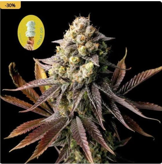 Gelat.OG Feminized Seeds