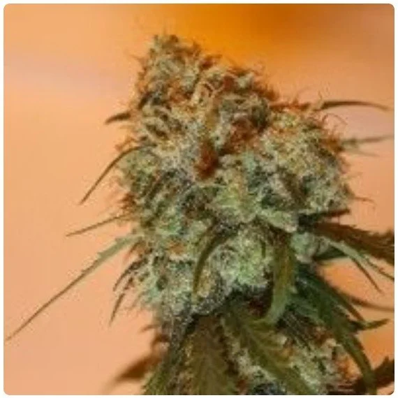 Golden Tiger Regular Seeds