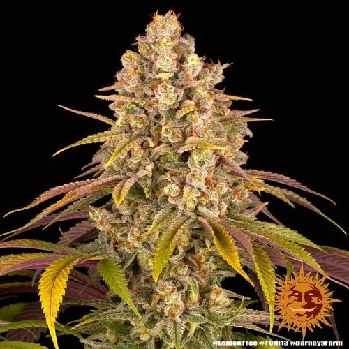 Lemon Tree - 5-pack - Feminized - Barney's Farm
