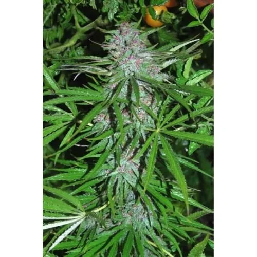 Panama DC - 5PACK - Feminized - Cannabiogen
