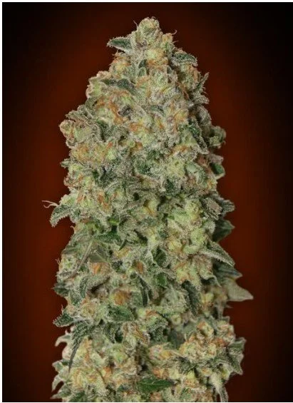 Chocolate Skunk Auto Feminized Seeds