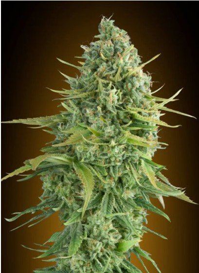 Do-Si-Dos Cookies Auto Feminized Seeds