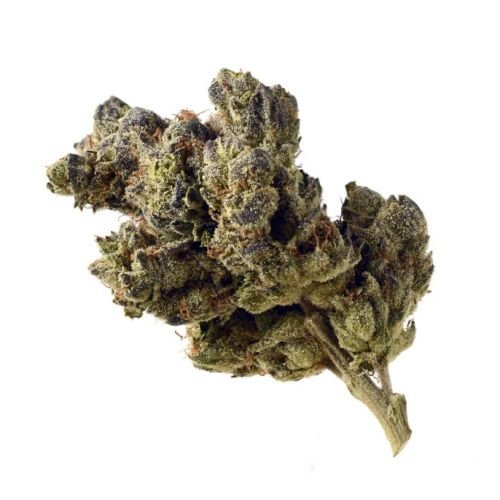 Blue Magic - Feminized - Amsterdam Genetics
