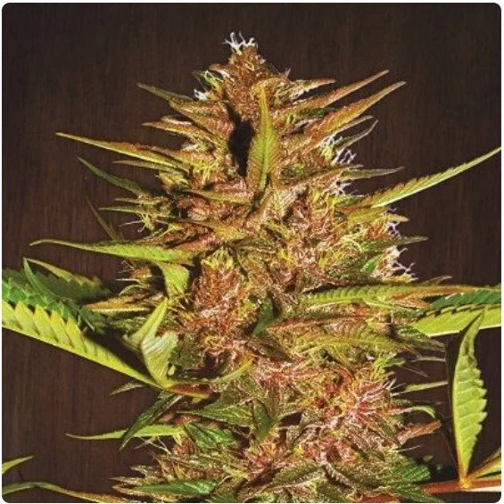 Pakistani Chitral Kush Feminized Seeds