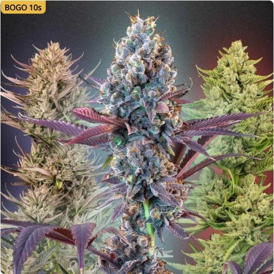 Seedsman MegaMix Feminized Seeds